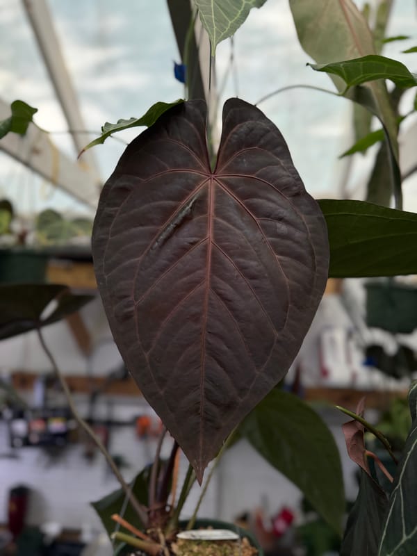 CAR-0314 mother plant, photo 2 of 5