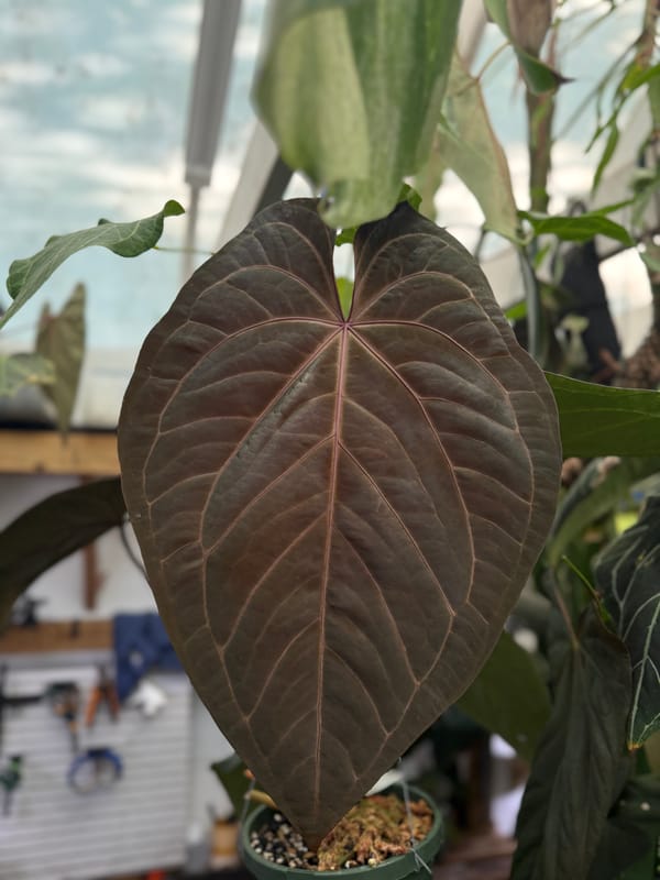 CAR-0314 mother plant, photo 3 of 5