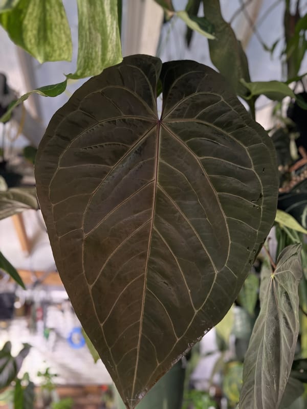 CAR-0314 mother plant, photo 5 of 5