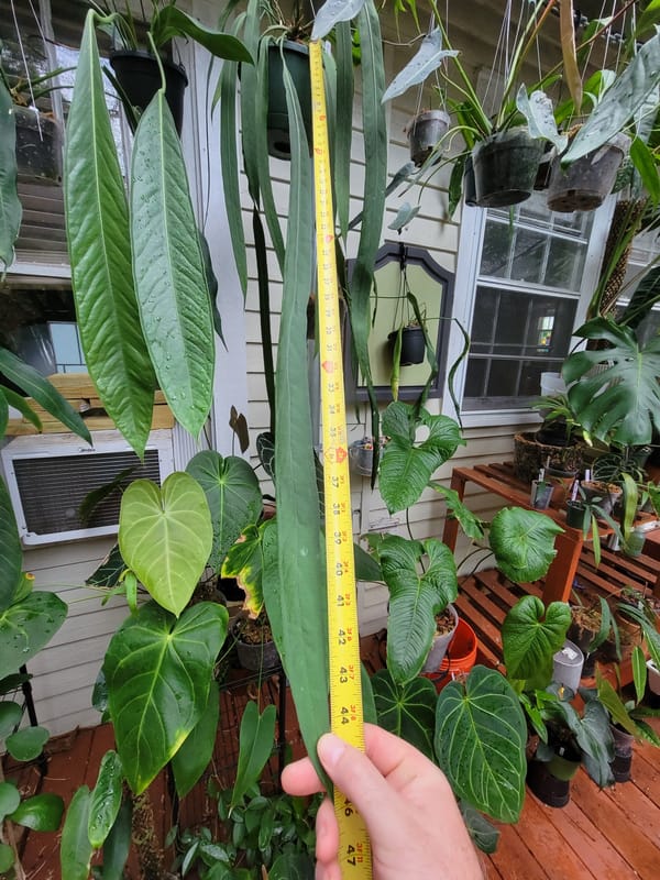 Anthurium vittariifolium mother plant