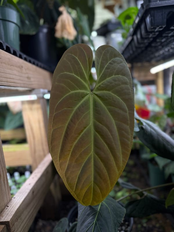 Anthurium aff besseae x ochranthum mother plant, photo 1 of 2