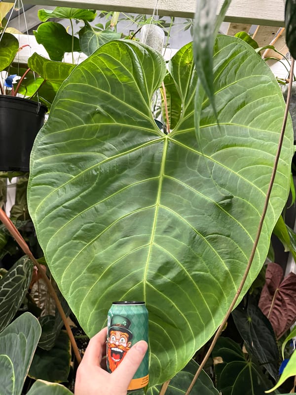 Anthurium aff regale mother plant