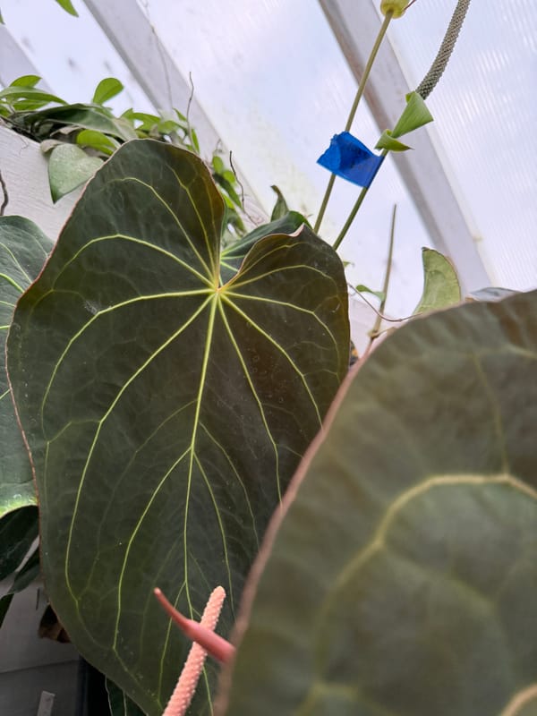 Anthurium 'Amy' mother plant, photo 3 of 7