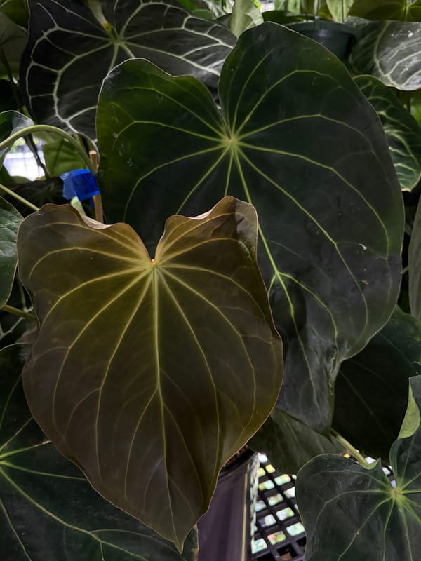 Anthurium 'Amy' mother plant, photo 5 of 7