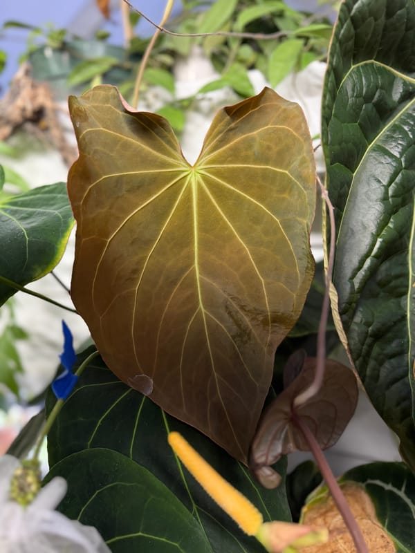 Anthurium 'Amy' mother plant, photo 1 of 7