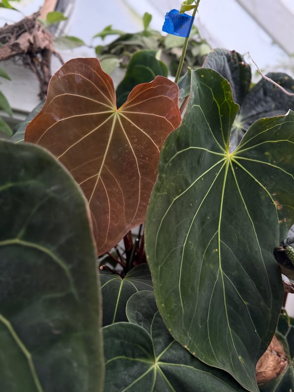 Anthurium 'Amy' mother plant, photo 2 of 7