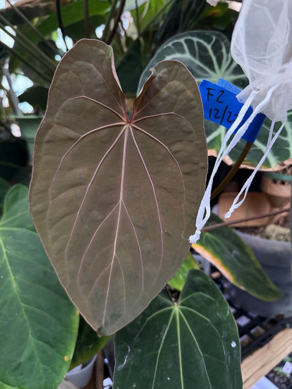 "Ace of Purps" x (carlablackiae x papillilaminum "RL") mother plant, photo 2 of 6