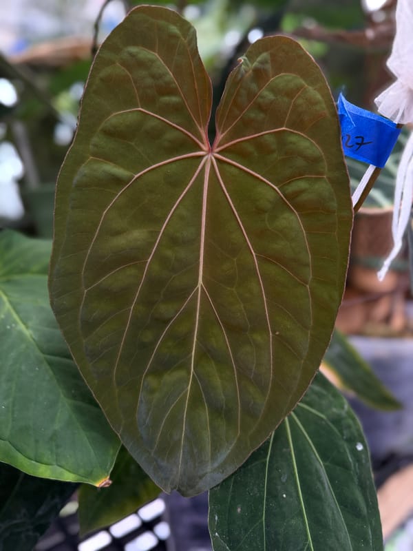 "Ace of Purps" x (carlablackiae x papillilaminum "RL") mother plant, photo 3 of 6