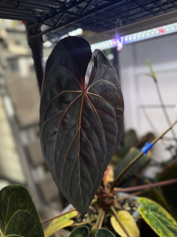 "Ace of Purps" x (carlablackiae x papillilaminum "RL") mother plant, photo 4 of 6