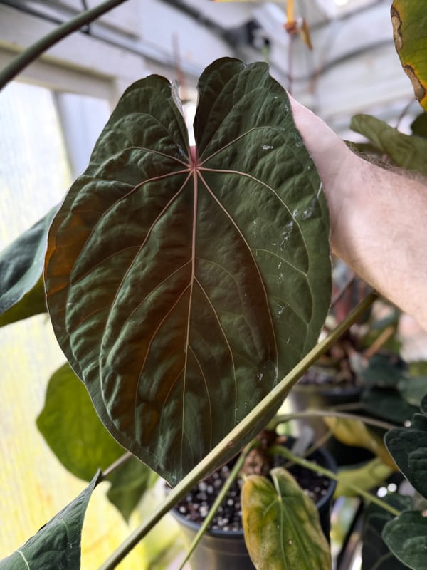 "Ace of Purps" x (carlablackiae x papillilaminum "RL") mother plant, photo 5 of 6