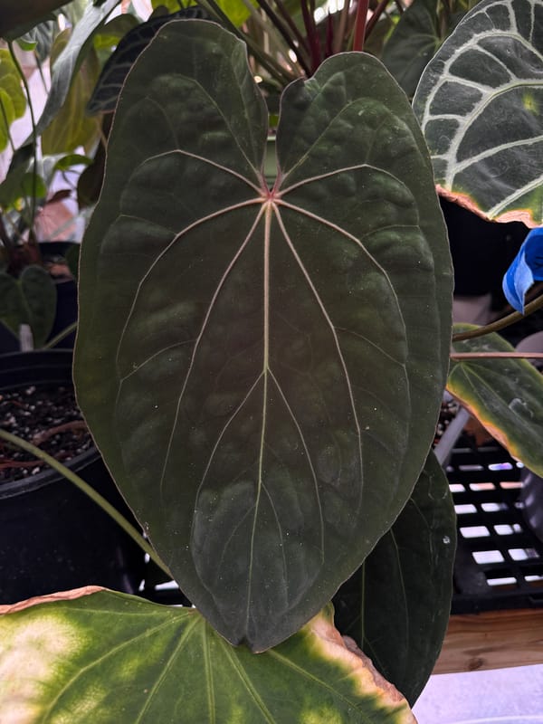 "Ace of Purps" x (carlablackiae x papillilaminum "RL") mother plant, photo 6 of 6