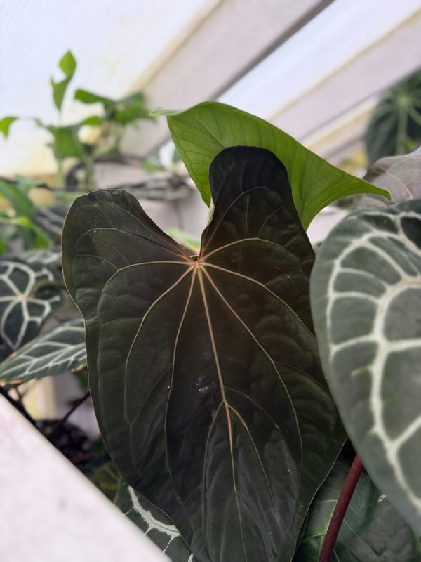 "Ace of Purps" x (carlablackiae x papillilaminum "RL") mother plant, photo 1 of 6