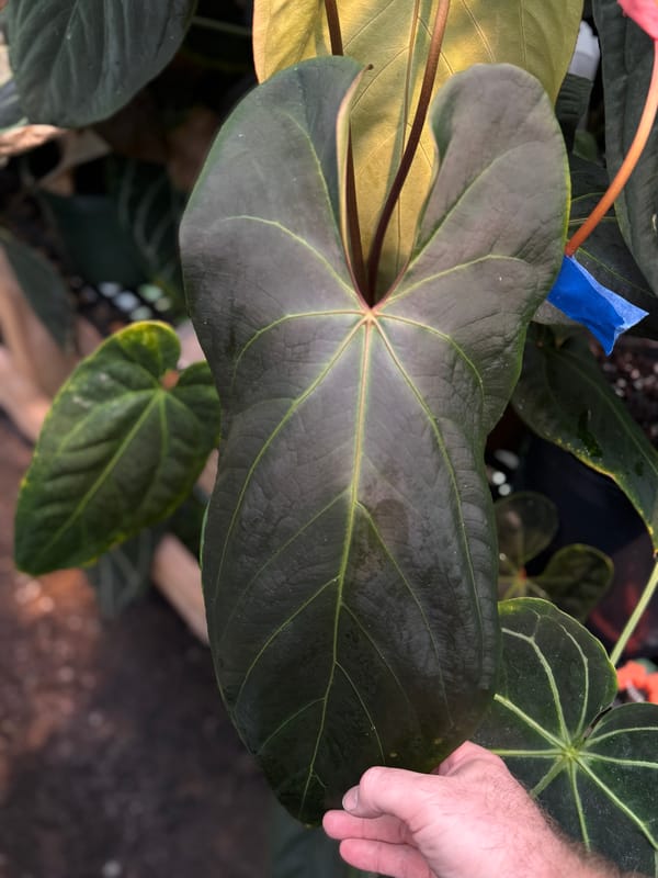 Anthurium aff besseae x ochranthum mother plant, photo 2 of 2
