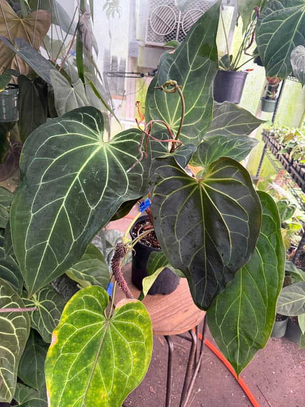"Barry's Blue Velvet" mother plant