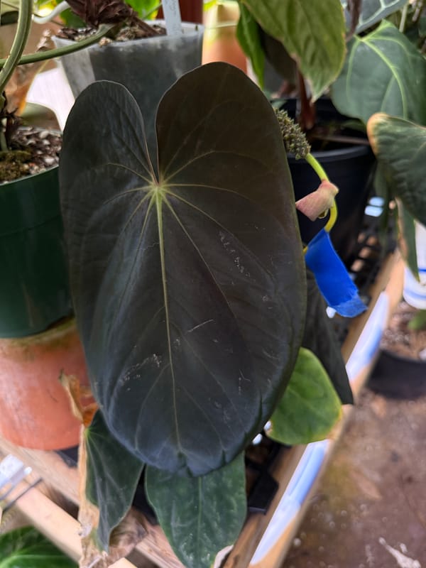Anthurium antolakii mother plant