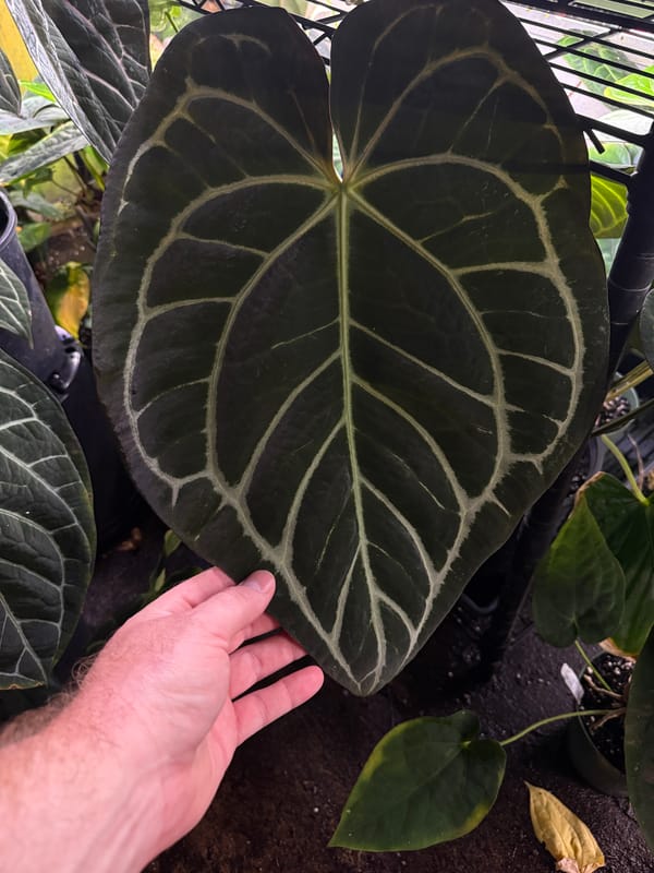 Anthurium carlablackiae OG1x5 mother plant, photo 3 of 3