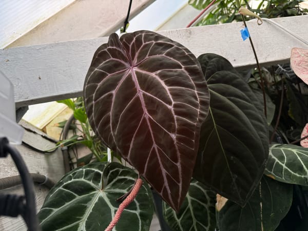 ("Dorayaki" x "Dreamweaver") x ("Zara" x "Michelle") mother plant, photo 2 of 3