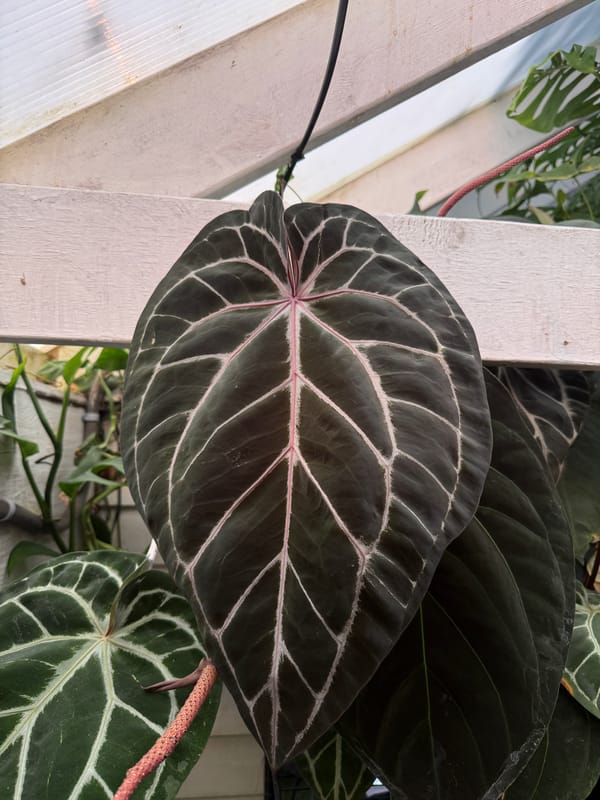("Dorayaki" x "Dreamweaver") x ("Zara" x "Michelle") mother plant, photo 3 of 3