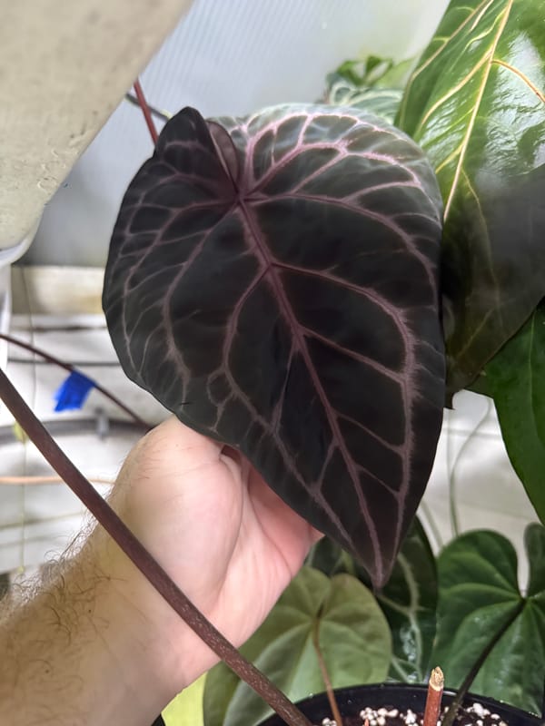 ("Dorayaki" x "Dreamweaver") x ("Zara" x "Michelle") mother plant, photo 1 of 3