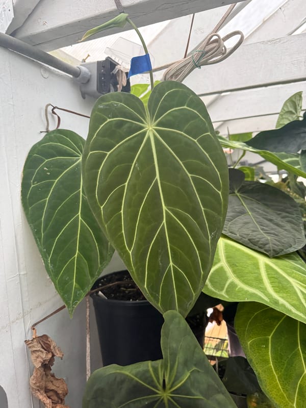 (carlablackiae x antolakii) x "Big Black Block" mother plant, photo 2 of 4