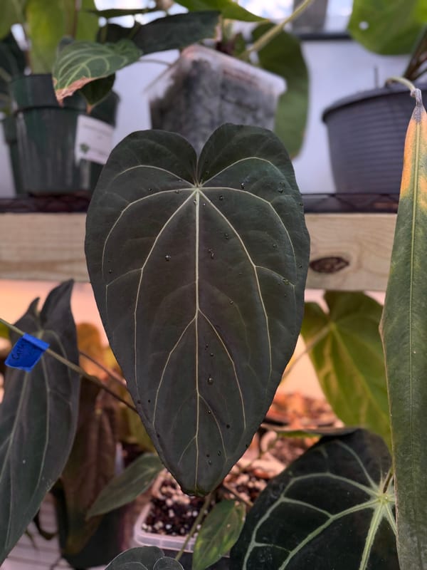 (carlablackiae x antolakii) x "Big Black Block" mother plant, photo 3 of 4
