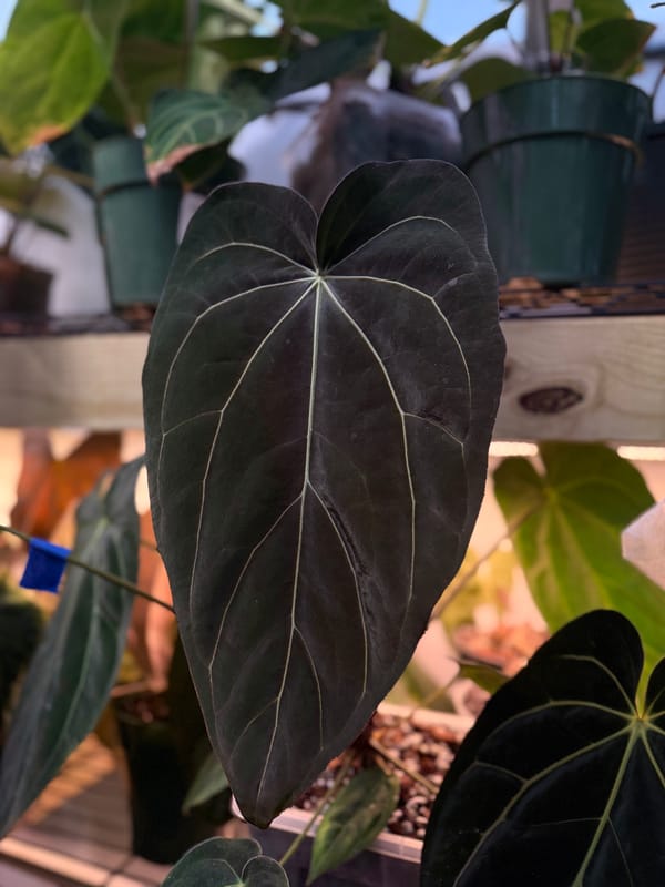 (carlablackiae x antolakii) x "Big Black Block" mother plant, photo 4 of 4