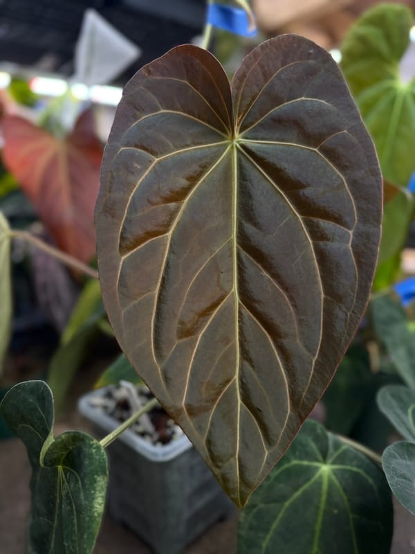 (carlablackiae x antolakii) x "Big Black Block" mother plant, photo 1 of 4