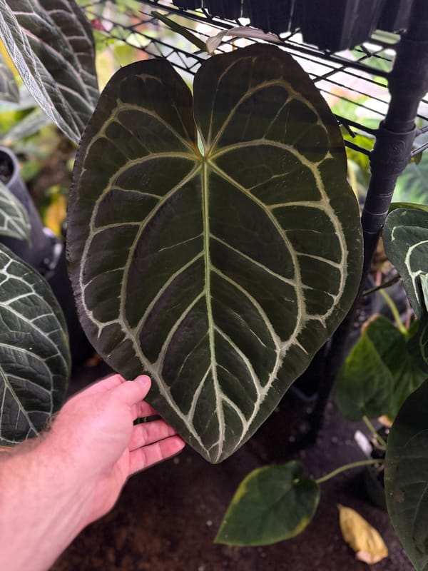 Anthurium carlablackiae OG1x5 mother plant, photo 2 of 3