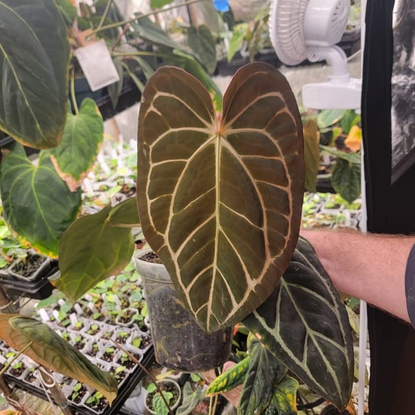 Anthurium carlablackiae OG1x5 mother plant, photo 1 of 3