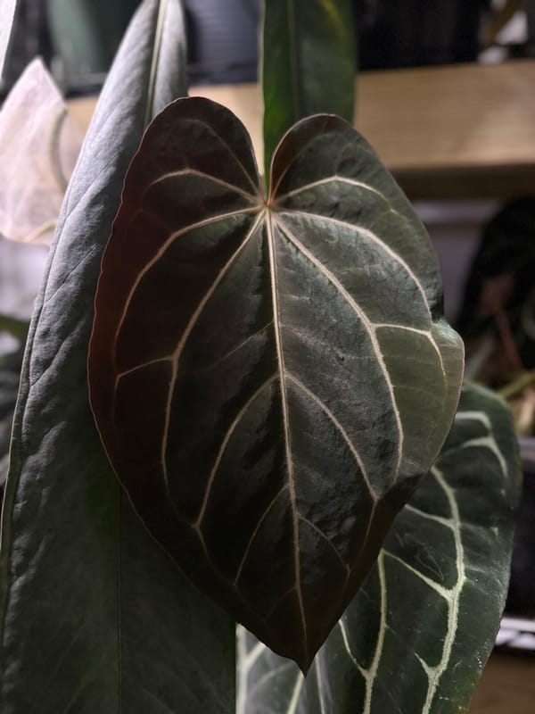carlablackiae x aff besseae "Spider" mother plant, photo 2 of 3