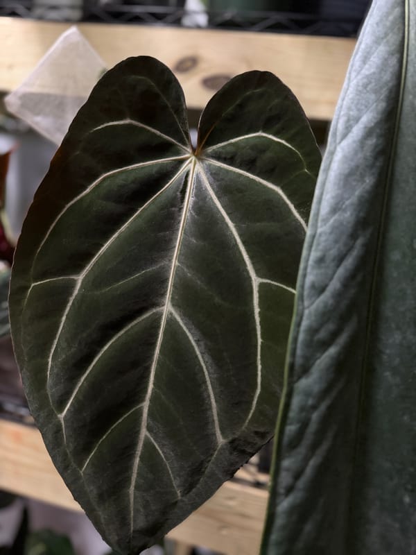carlablackiae x aff besseae "Spider" mother plant, photo 3 of 3