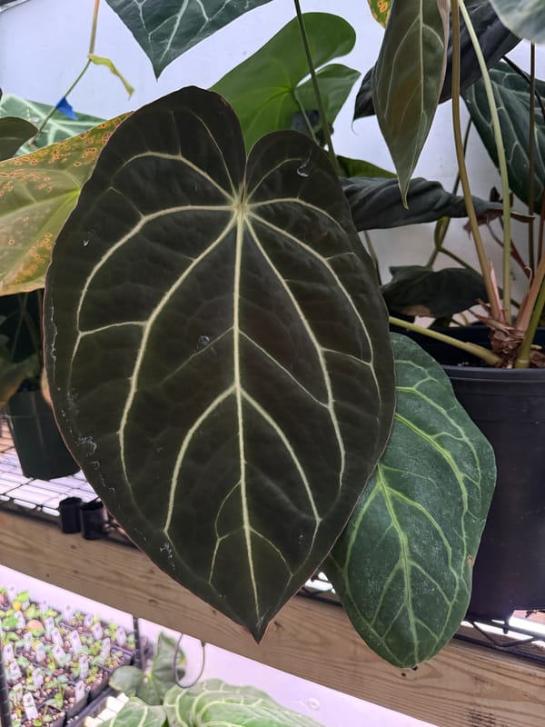 carlablackiae x aff besseae "Spider" mother plant, photo 1 of 3