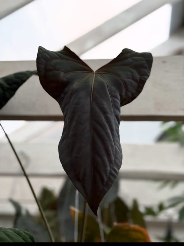 Anthurium carlablackiae x warocqueanum mother plant, photo 3 of 3