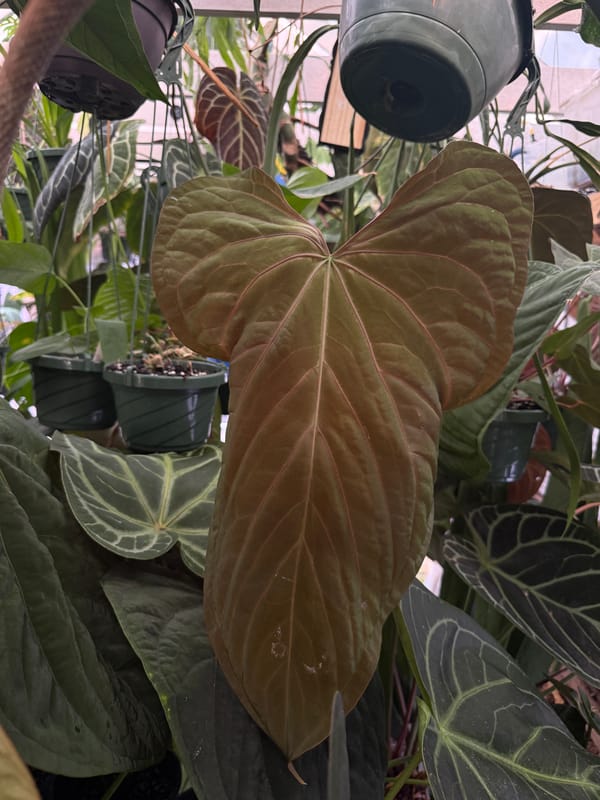 Anthurium carlablackiae x warocqueanum mother plant, photo 1 of 3