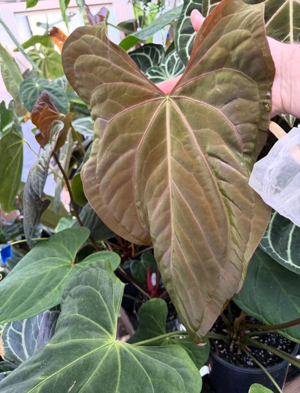 Anthurium carlablackiae x warocqueanum mother plant, photo 2 of 3