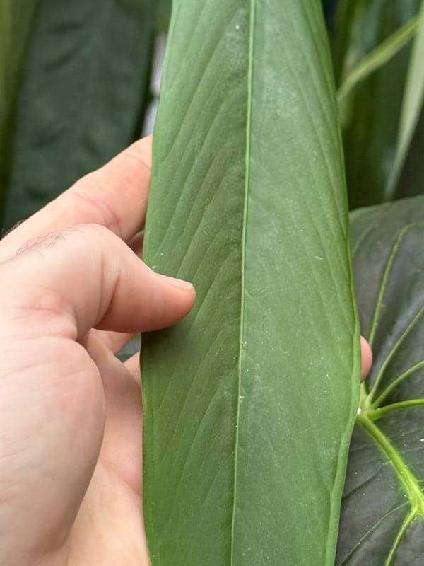 Anthurium ceronii mother plant