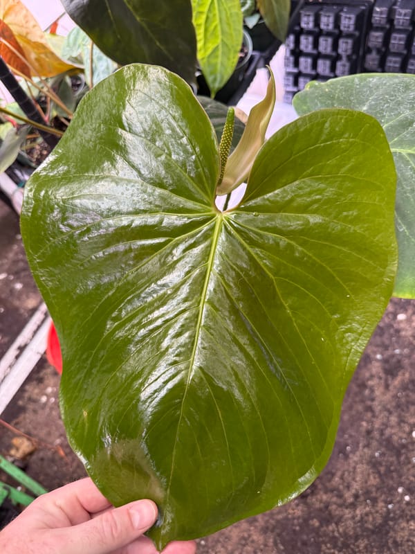 Anthurium cerrocampense mother plant