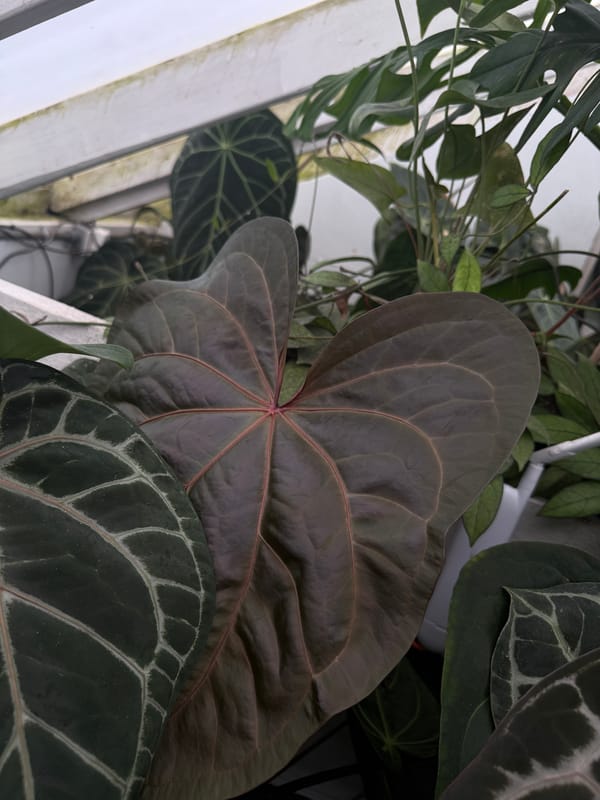 (cerrocampense x papillilaminum) x 'Tim's Black' mother plant