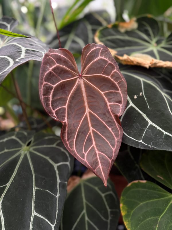 SKG "Chocolate Crystal" x self mother plant, photo 3 of 4