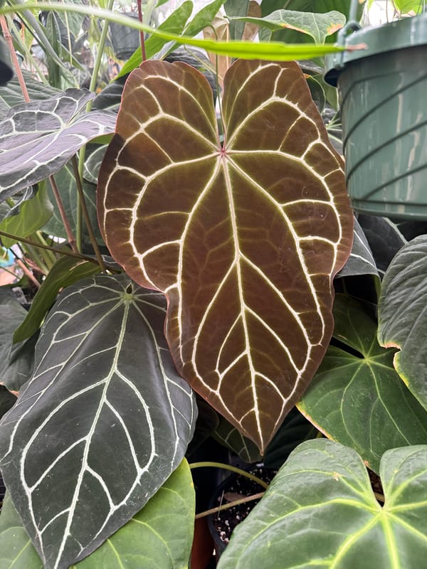 SKG "Chocolate Crystal" x self mother plant, photo 4 of 4