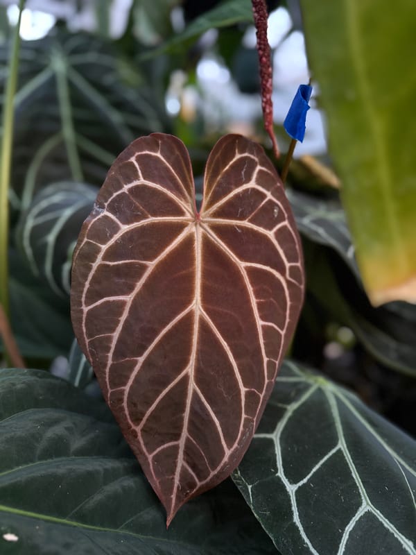 SKG "Chocolate Crystal" x self mother plant, photo 1 of 4