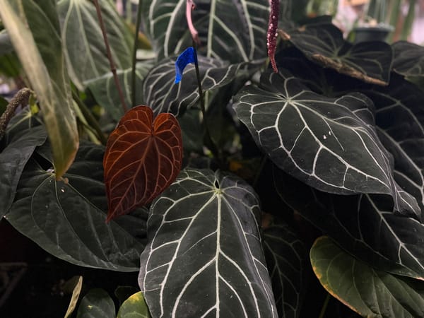 SKG "Chocolate Crystal" x self mother plant, photo 2 of 4