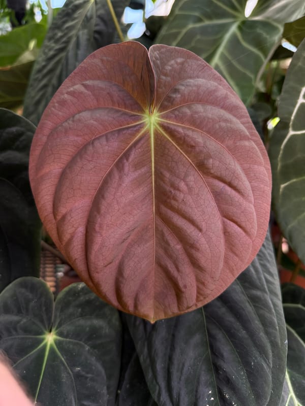 Anthurium antolakii "Chubbs" mother plant, photo 2 of 6