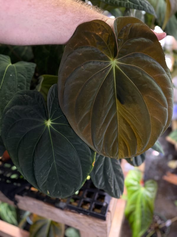 Anthurium antolakii "Chubbs" mother plant, photo 3 of 6