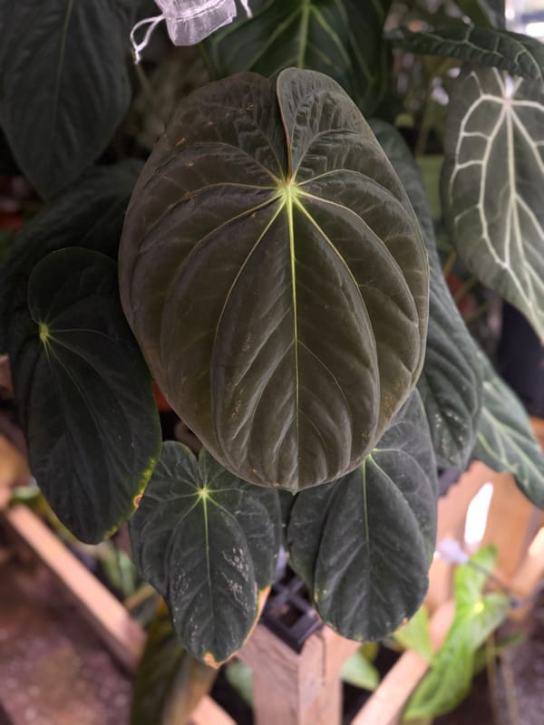 Anthurium antolakii "Chubbs" mother plant, photo 4 of 6