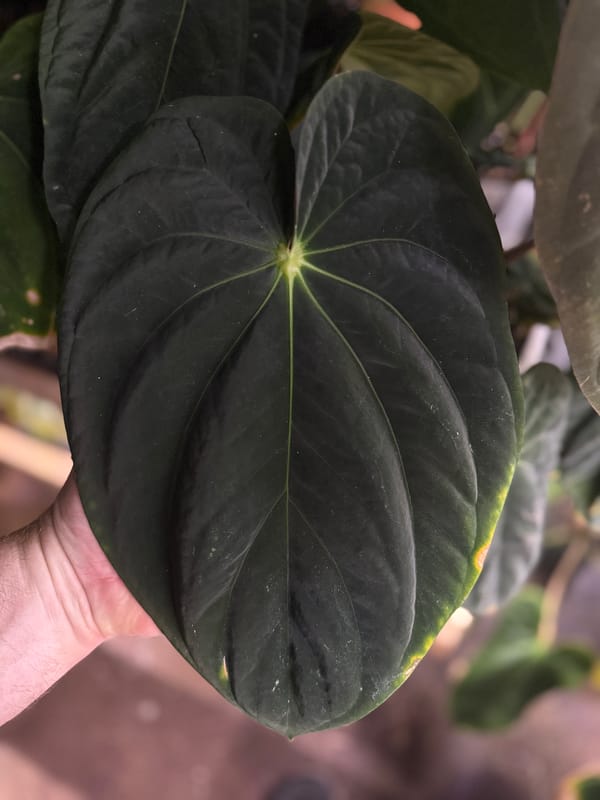 Anthurium antolakii "Chubbs" mother plant, photo 5 of 6