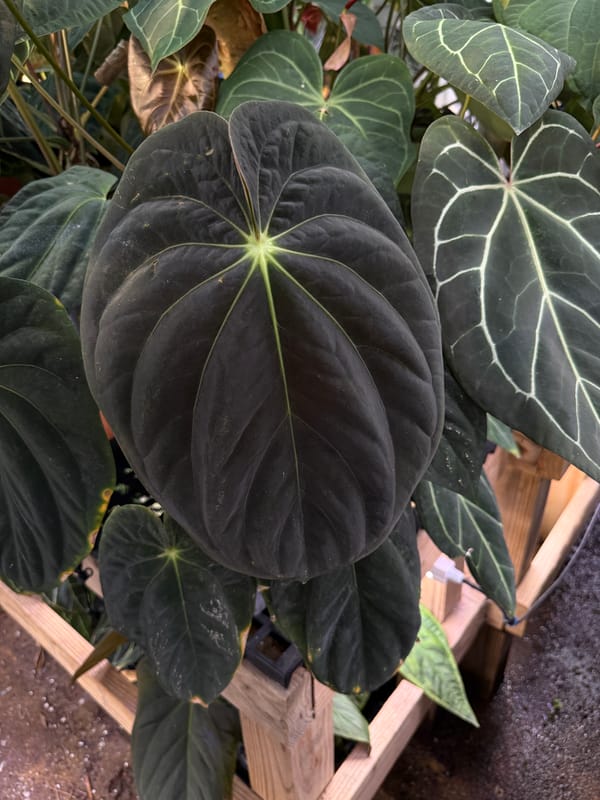 Anthurium antolakii "Chubbs" mother plant, photo 6 of 6