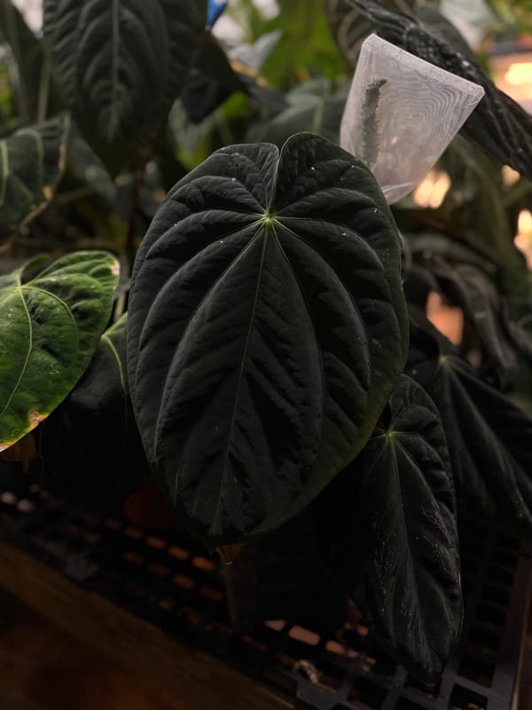 Anthurium antolakii "Chubbs" mother plant, photo 1 of 6
