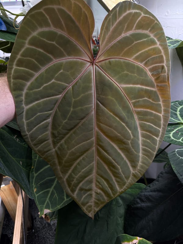 "Cinnamon Swirl" x 'Tim's Black' mother plant, photo 3 of 3