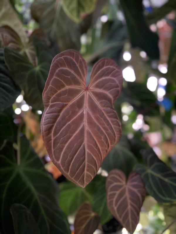 "Cinnamon Swirl" x 'Tim's Black' mother plant, photo 1 of 3